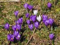 Lila Krokusgruppe mit zwei weißen Krokussen